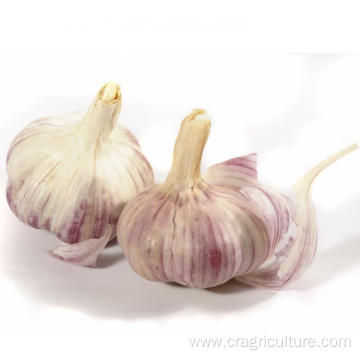 Export Red Chinese Garlic Vegetable Price